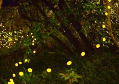 摄影师捕捉萤火虫飞舞景象”