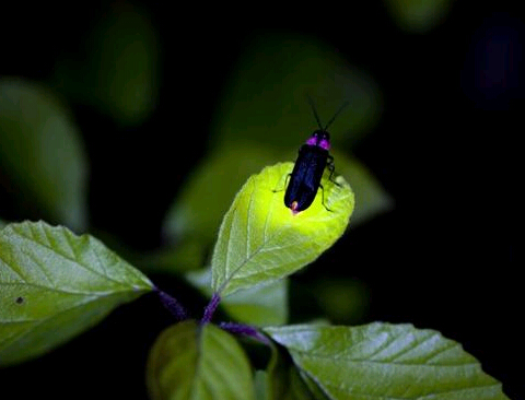 ��֮���飺��Ӱʦ��׽ө�����辰�� ������ۼ��