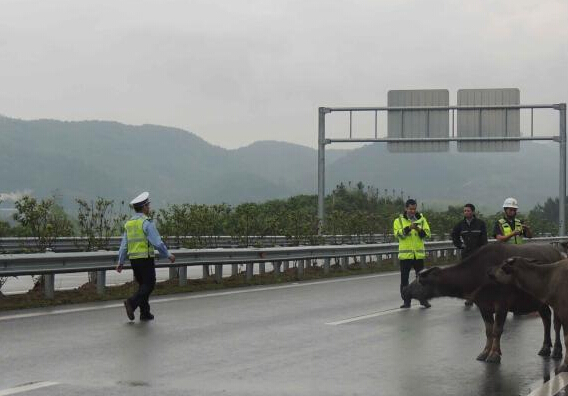 ţȺ����·��ɢ�� ���ٽ�����������ţ�ޡ���