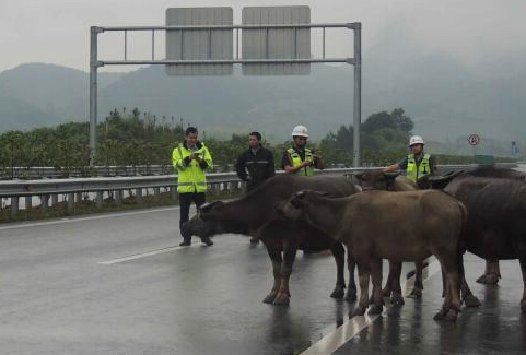 高速交警变身“赶牛娃””