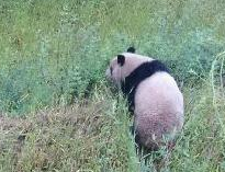 �����䶼��Ұ������è������� ��Ұ��ݮ�������ӡ�