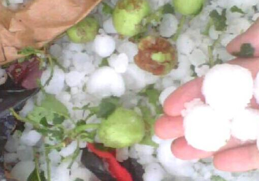 ���ྲ�������Ϯ�� ƻ���������ֻʣ֦����