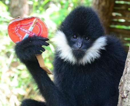 �ɰ�����Ϊ�����������ա����� �ȷ����ѡ�