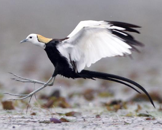 ���貨���ӡ���