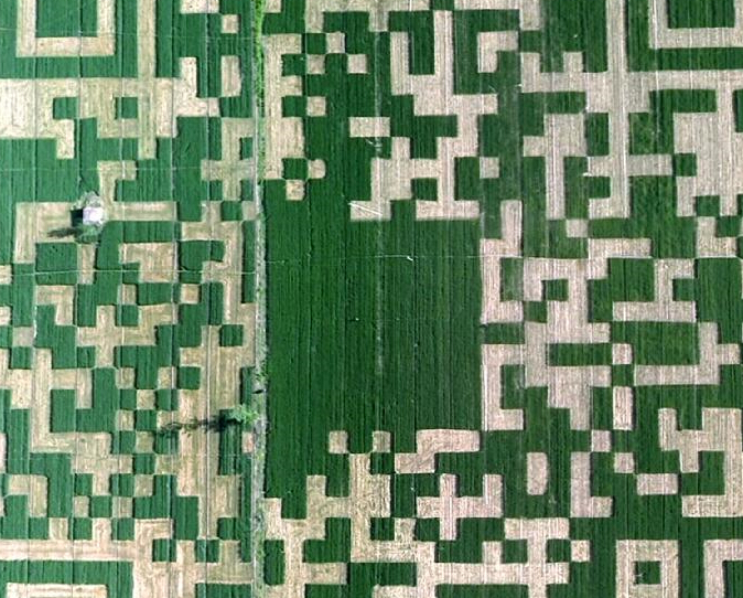 巨型二维码亮相河北泊头麦田”