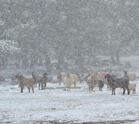 �½���������ԭ���·�ѩ��