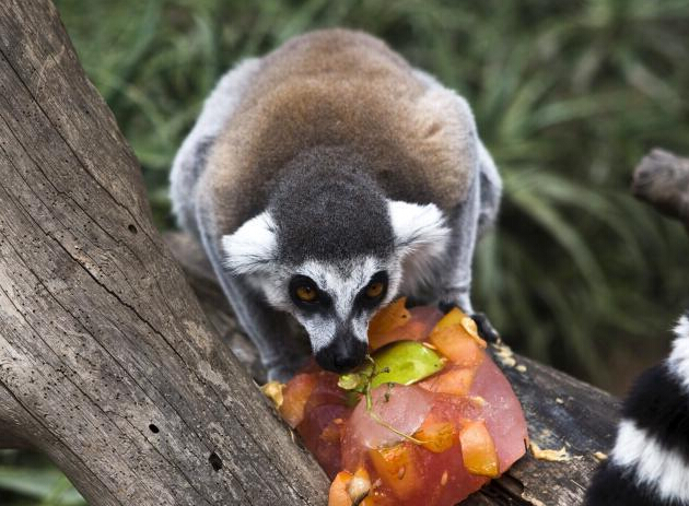 ���������̬�����������䶳ˮ�� ����¶�쳩�Ρ�