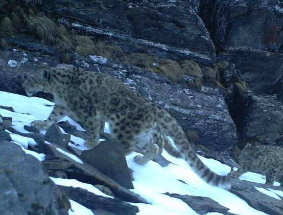 �Ĵ�����Ұ��ѩ����������������ʳ��