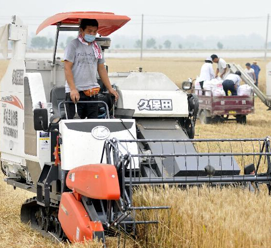 鲁南农民“悠闲”收麦”