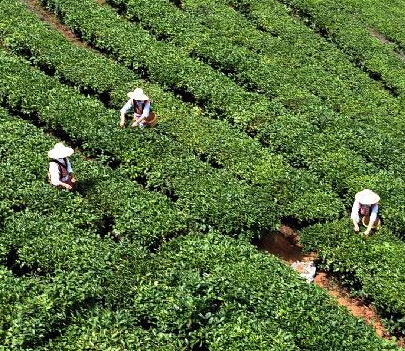 峨山万亩高原夏茶开采”