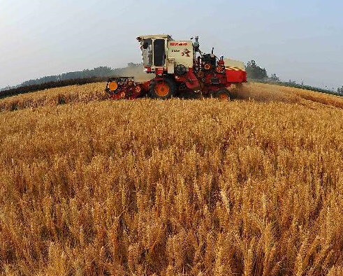 全国小麦收获过半 机收比例近九成”