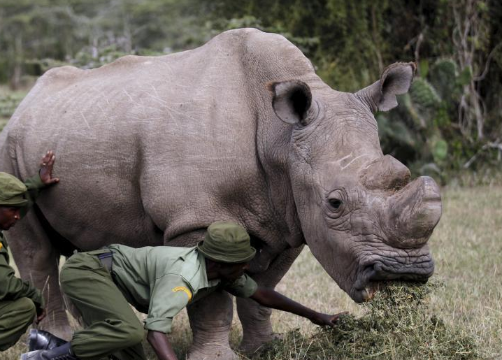 ȫ�����һֻ���԰�Ϭţ���ܻ���Ա���ĺǻ���