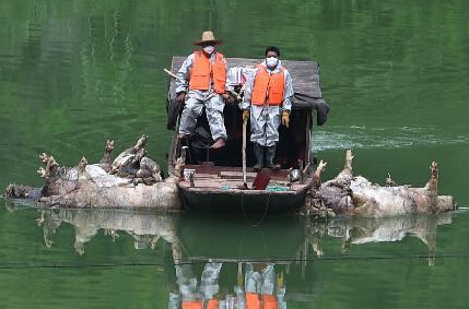 广西大化组织人员打捞死猪”