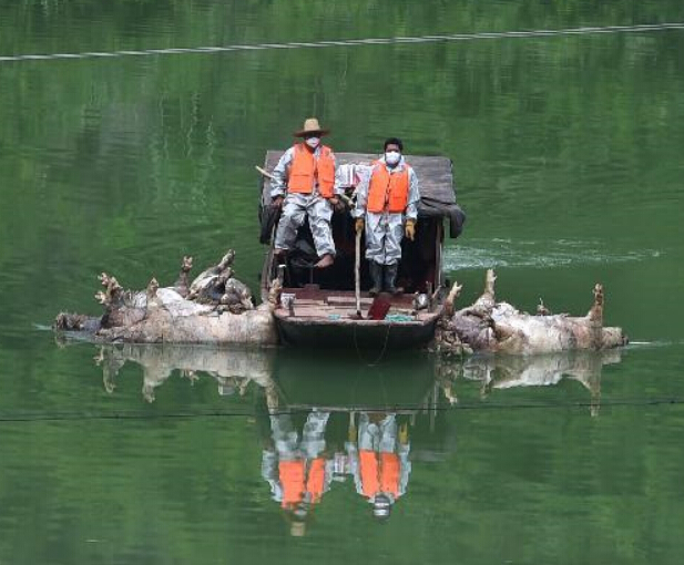广西大化组织人员打捞死猪”