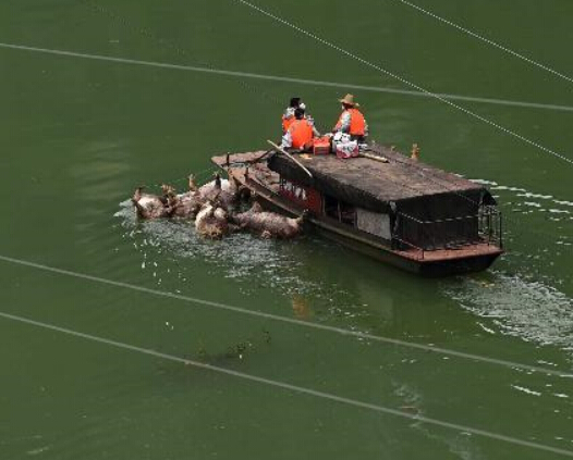 广西大化组织人员打捞死猪”