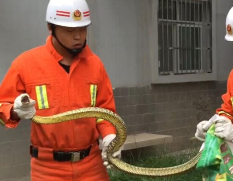 2米长蛇闯入甘肃甘谷一小区 擒拿后放归大自然”