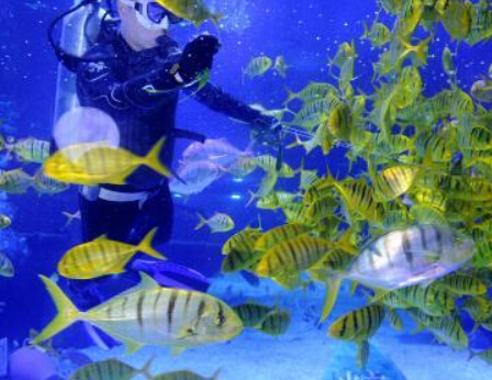 天津万鱼首尝“粽子宴””