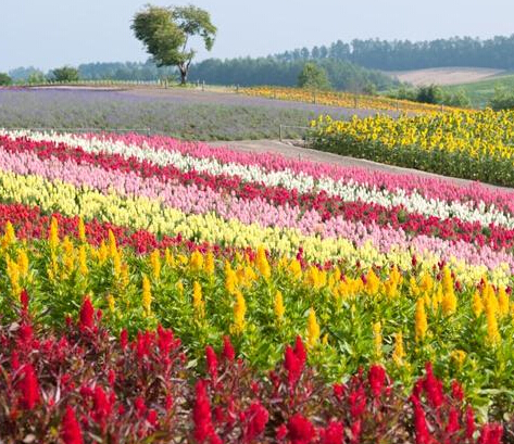 ���³��������������ɽҰ �Ʋʺ��̺Ѥ��������