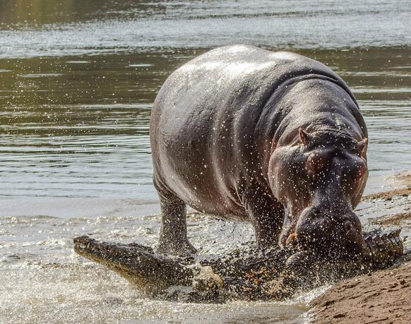 ���㰶����Ϣ���ƺ���͵Ϯ��