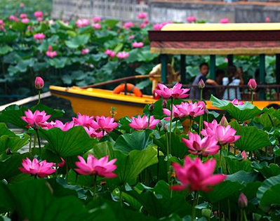 ����������԰�ɻ�ӭ��ʢ�š�