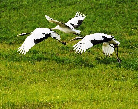 ����ʪ����̬����