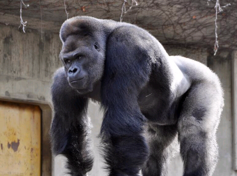 �ձ�����ֵ����������Ů�ο�Χ�� �ľ����߷緶��