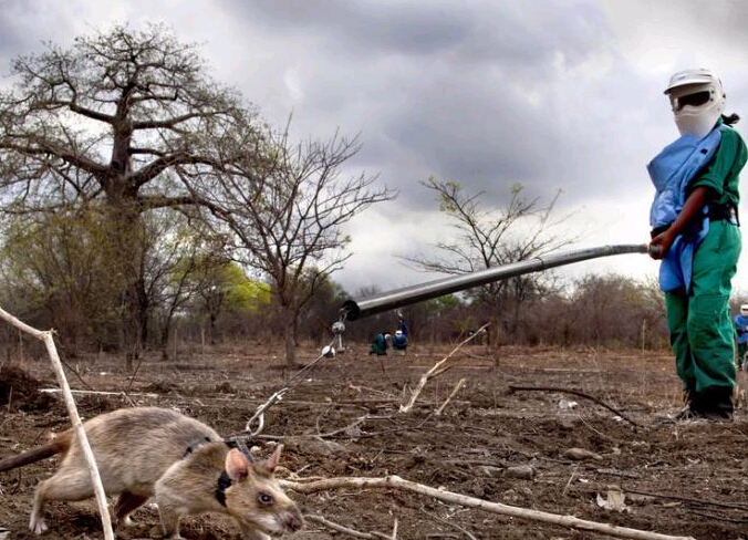 ̹ɣ����ѵ������ר�ҡ� СС�����׳�����������