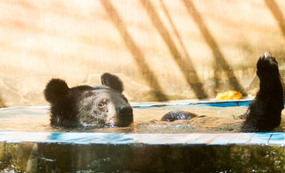 �������� ���������ƶ���������Ϊ�������