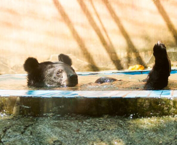 �������� ���������ƶ���������Ϊ�������