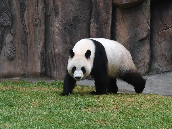 ����è���೤����