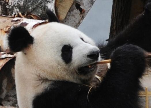 ����è��������ӭ�� ϵ�״��ڱ��������仧��