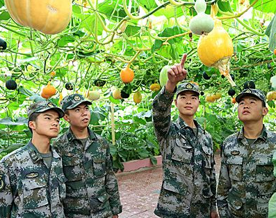 �ܺ�ĳ�����Ŵ����ԭ��Ӫ��ɫ�߲˴��