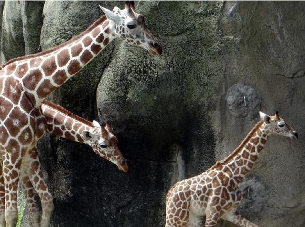 ����¹�������ס�