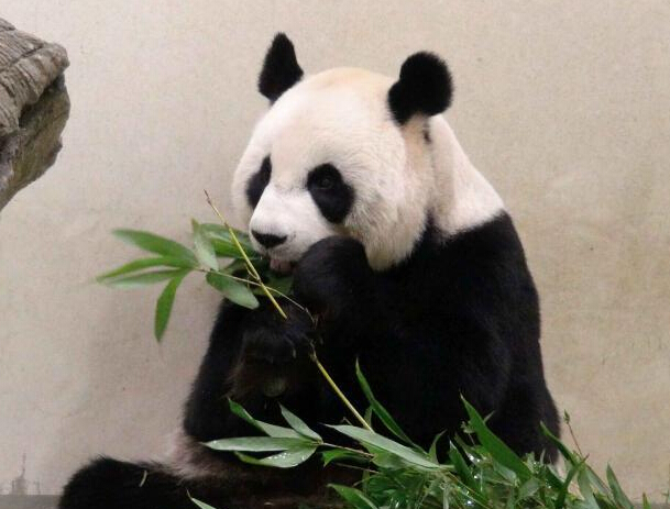 ��½��̨����è��ȷ���ǡ��ٻ��С���