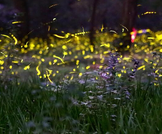 �Ͼ�����ҹ ө���������