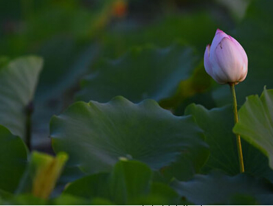 �½����� ��ӳ�պɻ������족��