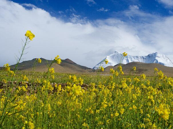 西藏:油菜花香深山里”