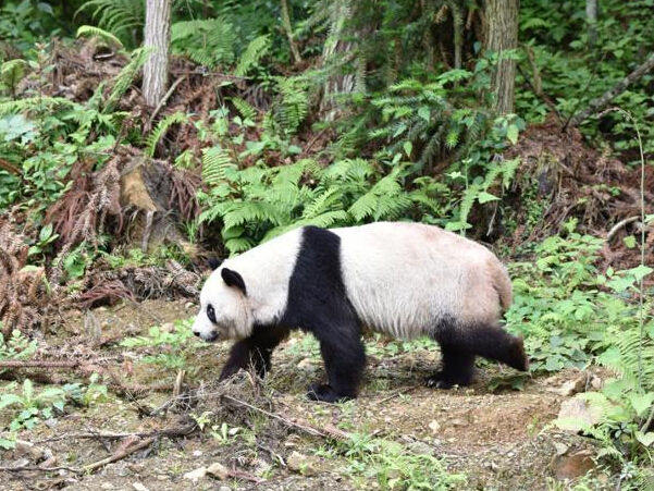 �Ĵ����˴���è��ϣ�Ρ��͡����ǡ����ϼҡ�