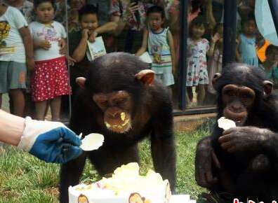 烟台一公园为黑猩猩庆生”