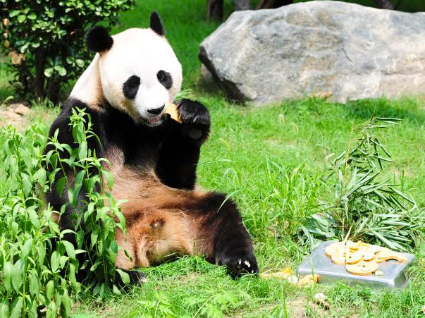 ���϶���԰Ϊ����è���������ա�