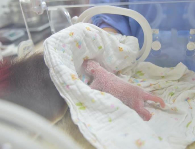 �������è���ֱ����״β��� �ɹ�����˫��̥��