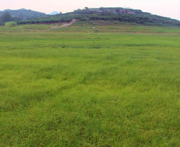 ɽ�������������ˮ��ɺ� ���Ұ�ݷ賤�䡰��ԭ����