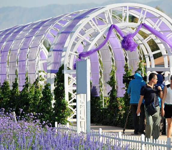 ��Į�е���ɫ������