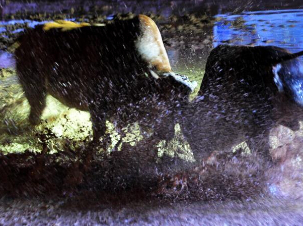 �㽭����һ��԰�ڰ�ҹ�䶷ţ������