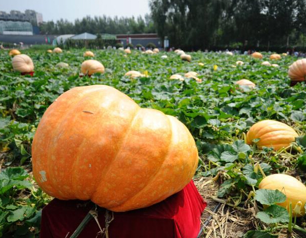 300������Ϲ����೤����