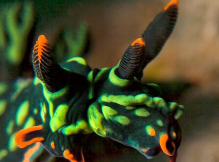 �������Ƿ�����ֻ˫ͷ��������