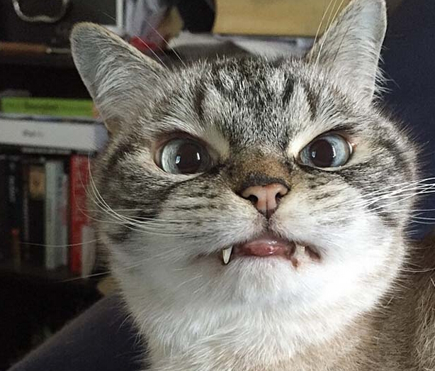 ����Сè������Ѫ���������硱