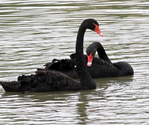 ��Ϧ������������