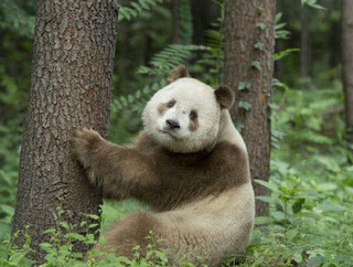 ���뷢���ذ�ɫ����è 30�������5�Ρ�