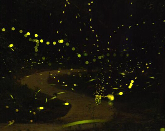 ������ǧө�������������ҹ����